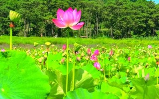 普者黑亲子游怎么玩才有趣又省心？