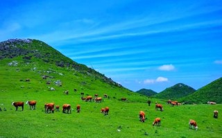 贵州草原旅游景点有哪些？
