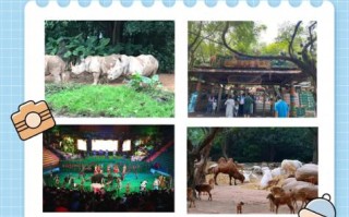 香江野生动物园怎么玩最省时省力？