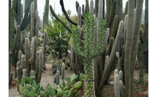 厦门万石植物园怎么玩最尽兴？