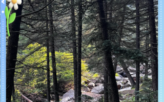 五寨荷叶坪自驾游怎么玩最尽兴？