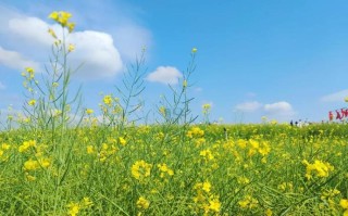 深圳油菜花地具体位置在哪？