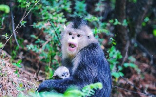 滇金丝猴公园自驾游团购价多少？