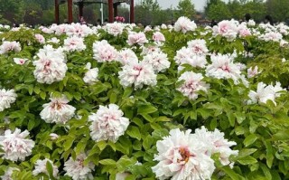 山东菏泽有什么好玩的旅游景点