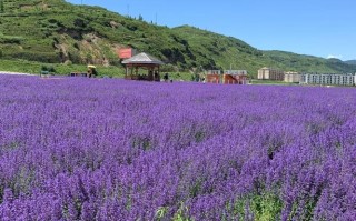包头薰衣草庄园，包头必游景点有哪些？