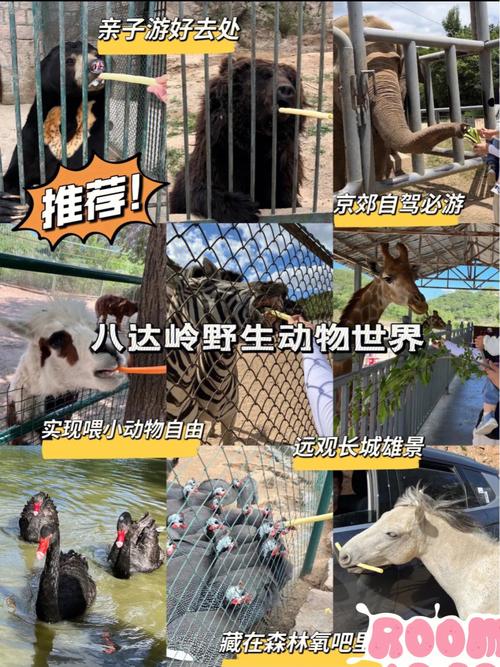 八达岭野生动物园自驾游,怎么玩才最尽兴?-第3张图片-星月文旅 八达岭野生动物园自驾游,怎么玩才最尽兴?-第3张图片-星月文旅