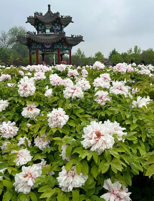 山东菏泽有什么好玩的旅游景点-第1张图片-星月文旅