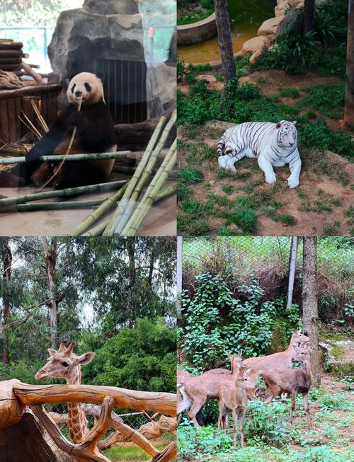 昆明野生动物园两日自驾游-第1张图片-星月文旅 昆明野生动物园两日自驾游-第1张图片-星月文旅