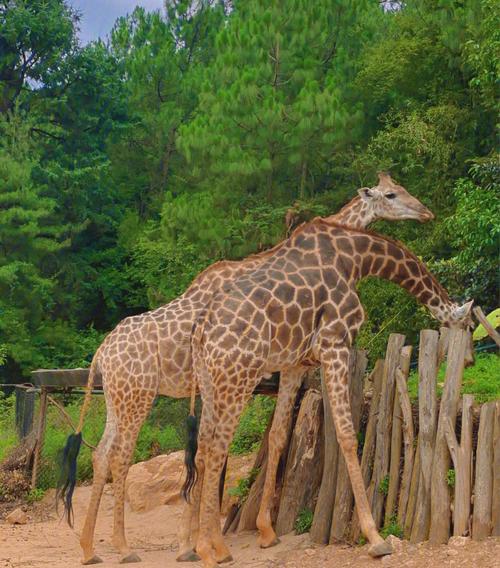 昆明野生动物园两日自驾游-第2张图片-星月文旅