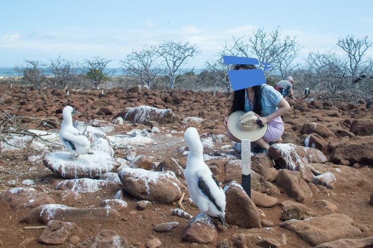 galapagos旅游攻略-第1张图片-星月文旅 galapagos旅游攻略-第1张图片-星月文旅