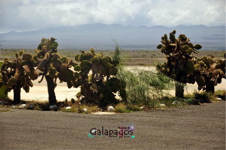 galapagos旅游攻略-第2张图片-星月文旅