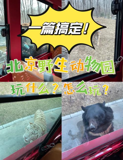 北京野生动物园自驾游怎么玩最省心？-第2张图片-星月文旅