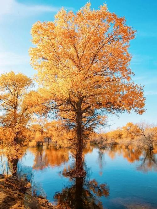 额济纳旗必玩景点有哪些?-第2张图片-星月文旅 额济纳旗必玩景点有哪些?-第2张图片-星月文旅