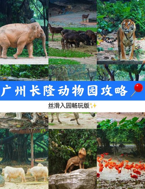长隆野生动物园自驾游门票怎么买最划算?-第3张图片-星月文旅 长隆野生动物园自驾游门票怎么买最划算?-第3张图片-星月文旅