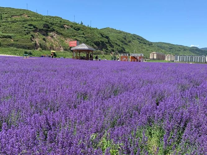 包头薰衣草庄园，包头必游景点有哪些？-第1张图片-星月文旅