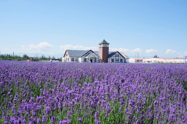 包头薰衣草庄园，包头必游景点有哪些？-第2张图片-星月文旅