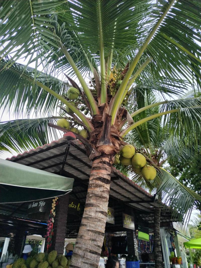 2025芽庄跟团怎么选?最全攻略避坑指南!-第2张图片-星月文旅 2025芽庄跟团怎么选?最全攻略避坑指南!-第2张图片-星月文旅