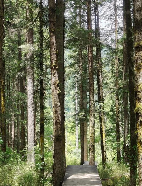 九寨沟原始森林自驾游怎么安排？-第2张图片-星月文旅