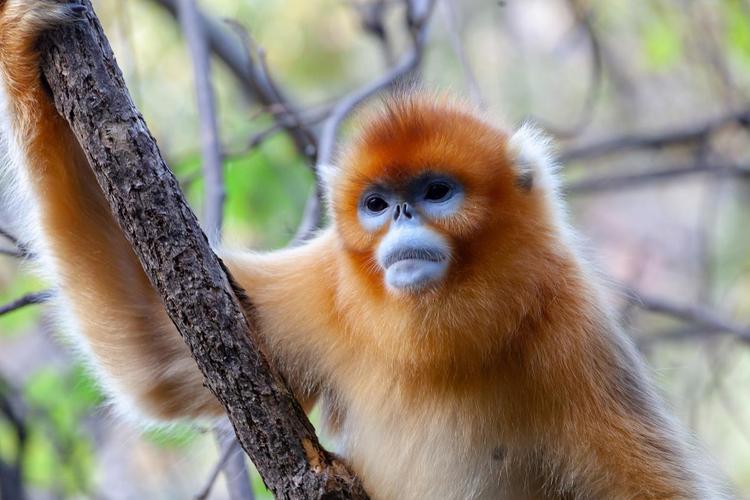 滇金丝猴公园二日自驾游怎么玩？-第1张图片-星月文旅