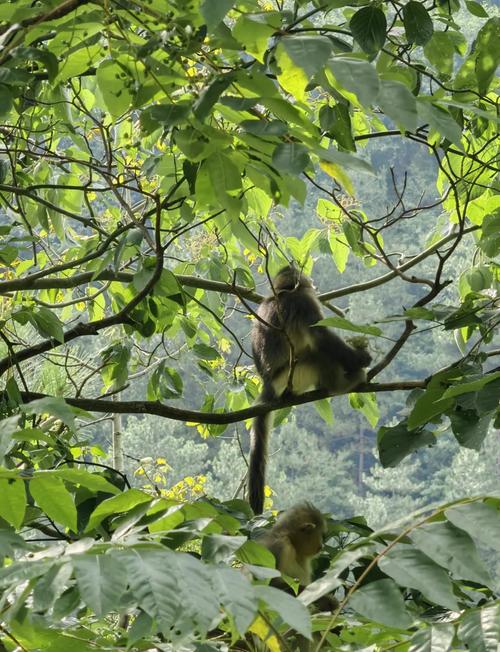 滇金丝猴公园二日自驾游怎么玩？-第3张图片-星月文旅