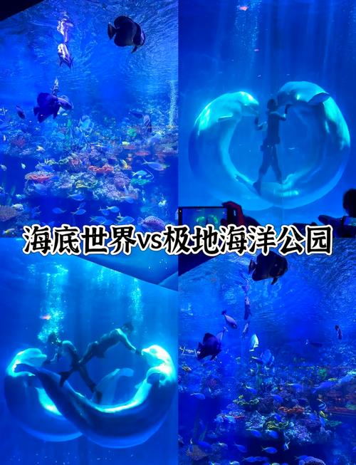 青岛极地海洋世界怎么玩最尽兴？-第2张图片-星月文旅