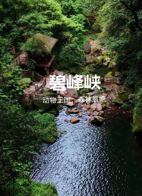 成都到碧峰峡自驾怎么走最顺?-第2张图片-星月文旅 成都到碧峰峡自驾怎么走最顺?-第2张图片-星月文旅