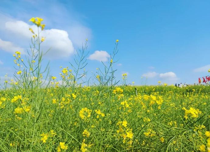 深圳油菜花地具体位置在哪?-第1张图片-星月文旅 深圳油菜花地具体位置在哪?-第1张图片-星月文旅