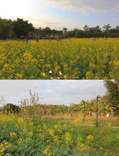 深圳油菜花地具体位置在哪?-第3张图片-星月文旅 深圳油菜花地具体位置在哪?-第3张图片-星月文旅