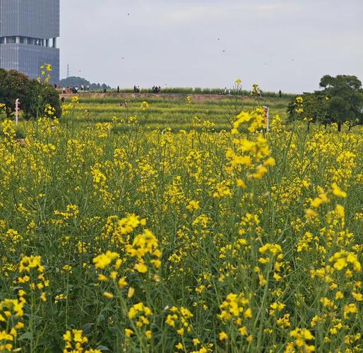 深圳油菜花地具体位置在哪？-第2张图片-星月文旅