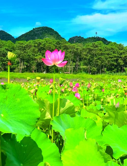 普者黑亲子游怎么玩才有趣又省心?-第1张图片-星月文旅 普者黑亲子游怎么玩才有趣又省心?-第1张图片-星月文旅