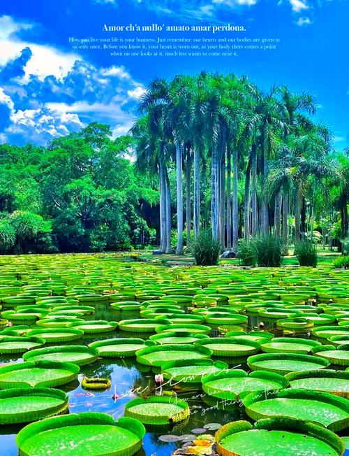 西双版纳哪些景点最值得玩?-第3张图片-星月文旅 西双版纳哪些景点最值得玩?-第3张图片-星月文旅