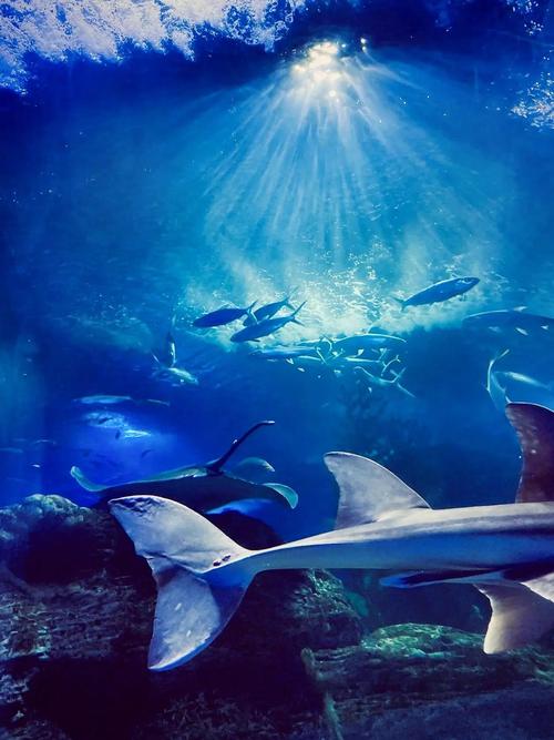 青岛海底世界自驾游怎么玩？-第2张图片-星月文旅