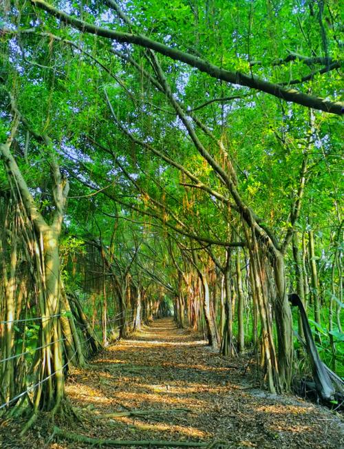 南沙湿地景区有哪些必游景点？-第1张图片-星月文旅