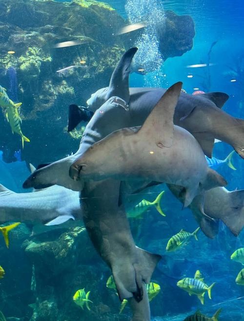 青岛海底世界自驾游怎么玩最尽兴？-第3张图片-星月文旅