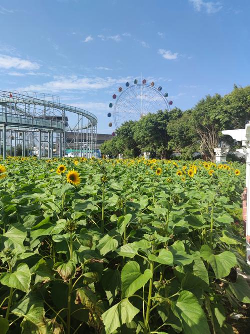 番禺百万葵园二日自驾游怎么安排？-第2张图片-星月文旅