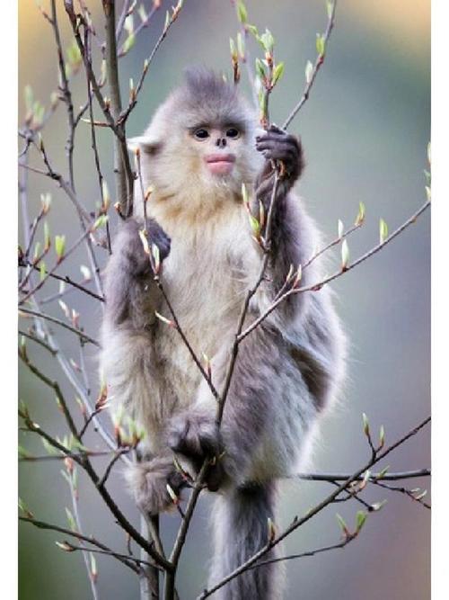 滇金丝猴公园自驾游团购价多少？-第3张图片-星月文旅