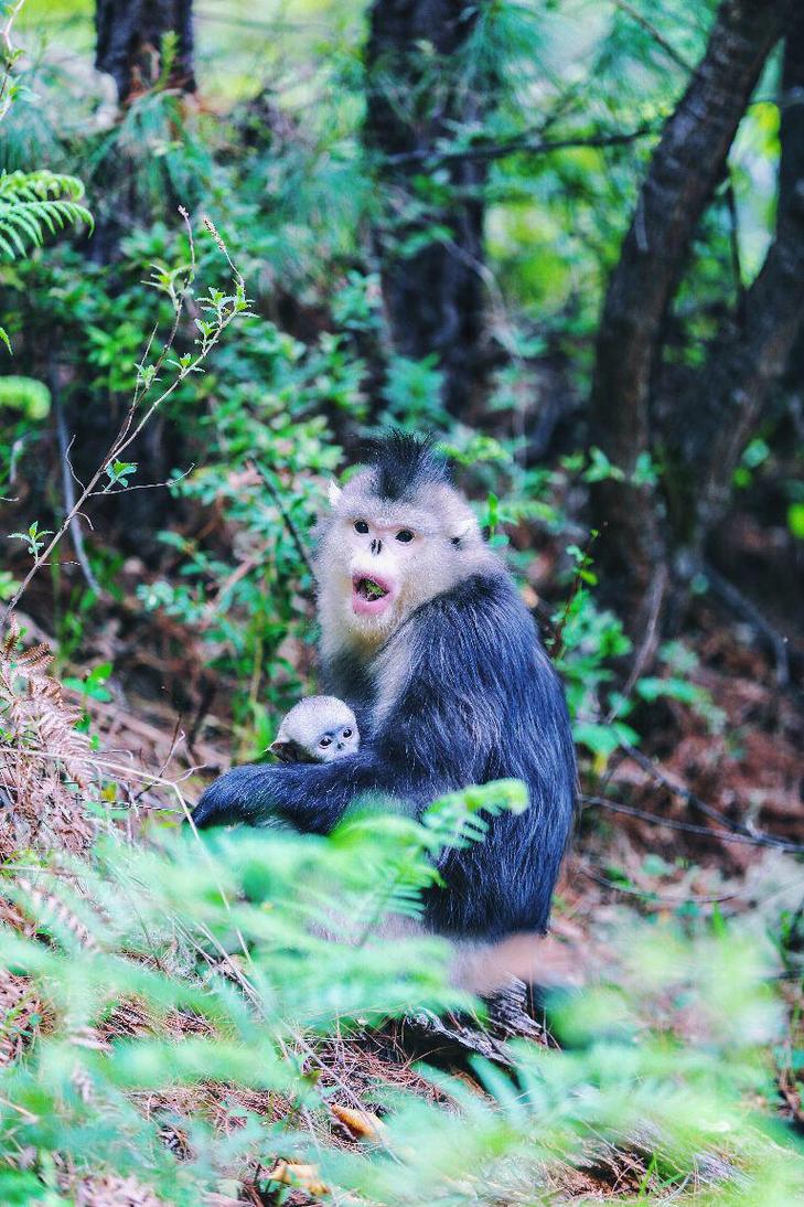 滇金丝猴公园自驾游团购价多少？-第1张图片-星月文旅