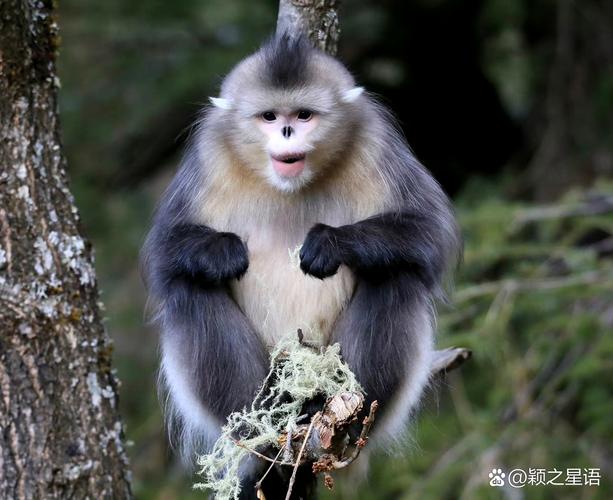 滇金丝猴公园自驾游团购价多少？-第2张图片-星月文旅