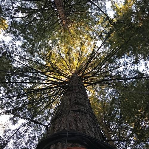 redwood旅游怎么玩？必打卡景点有哪些？-第2张图片-星月文旅