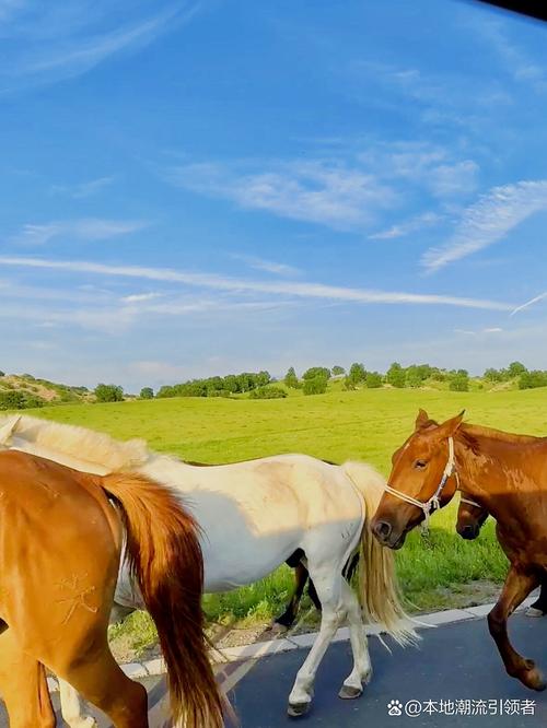 北戴河草原怎么玩？攻略有哪些必去景点？-第1张图片-星月文旅