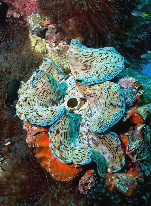 帕劳旅游攻略视频看什么？-第2张图片-星月文旅