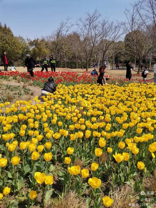 上海宝山顾村公园自驾游-第2张图片-星月文旅