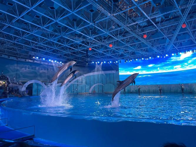 自驾游青岛极地海洋世界-第1张图片-星月文旅