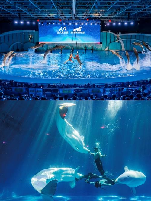 自驾游青岛极地海洋世界-第2张图片-星月文旅