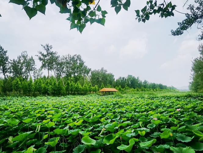 北京到微山湖自驾游怎么规划路线？-第2张图片-星月文旅