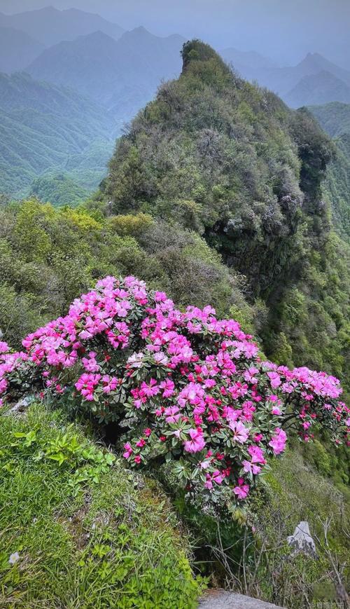 光雾山杜鹃花节怎么玩最尽兴？-第1张图片-星月文旅