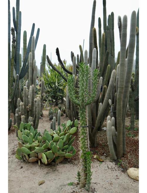 厦门万石植物园怎么玩最尽兴？-第1张图片-星月文旅