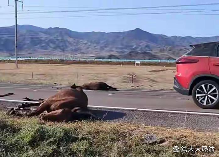 自驾游一家6人亡5人，为何酿成悲剧？-第3张图片-星月文旅