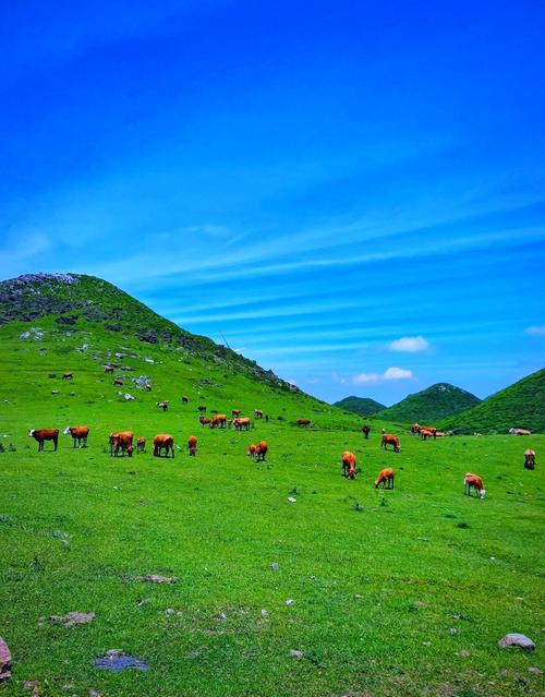 贵州草原旅游景点有哪些？-第1张图片-星月文旅