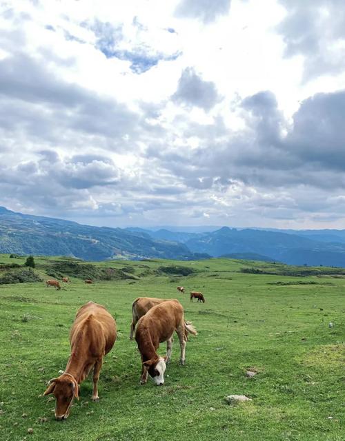 贵州草原旅游景点有哪些？-第3张图片-星月文旅